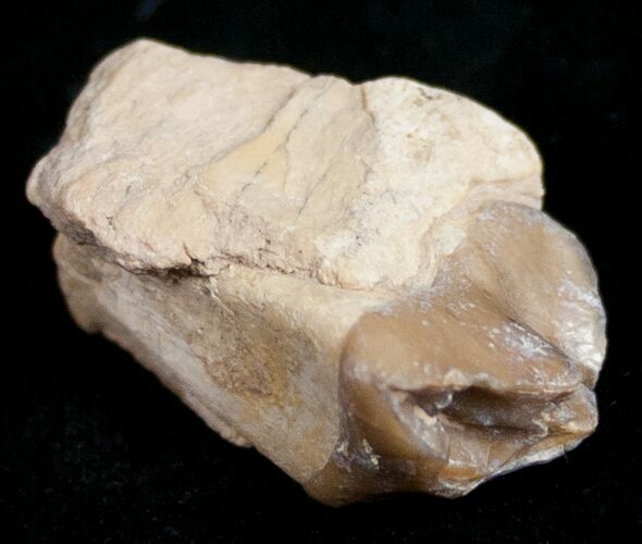 Oreodont (Merycoidodon) Jaw Section - South Dakota #10532